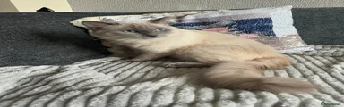 Ragdoll Kitten 1