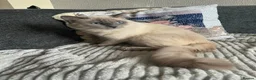 Ragdoll cats for sale: Ragdoll - Advert 3