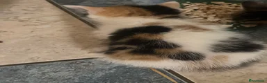 Mixed Breed 3