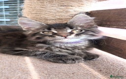 Maine Coon cats for sale: Maine coon purebred pedigre xl in Barnsley - Image 4