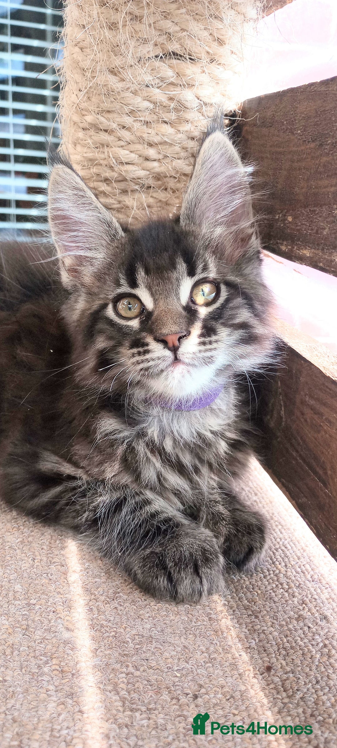 Maine Coon cats for sale: Maine coon purebred pedigre xl in Barnsley - Image 4