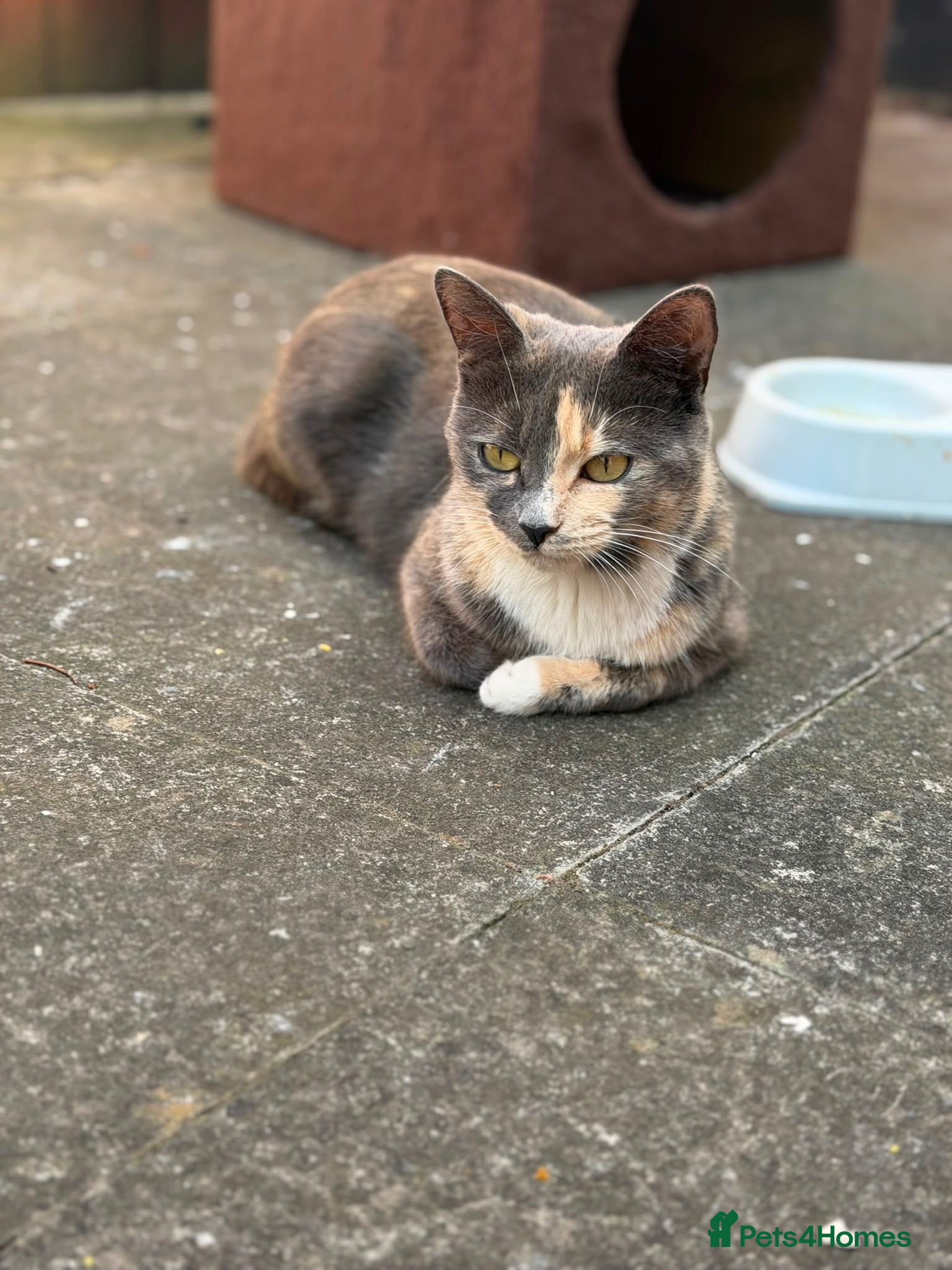 Mixed Breed cats Mixed Breed Kittens Looking For A Loving Home - Advert 1