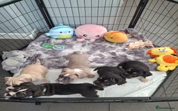 Mixed Breed dogs for sale: English bulldog French bulldog mix  - Image 18