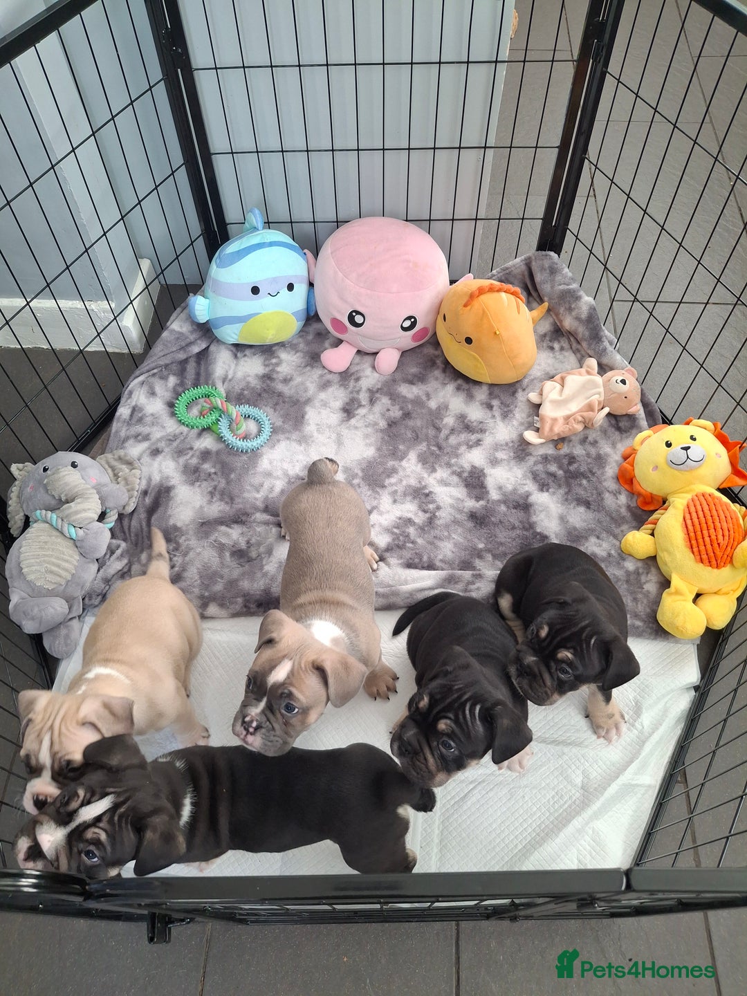 Mixed Breed dogs for sale: English bulldog French bulldog mix  - Image 18