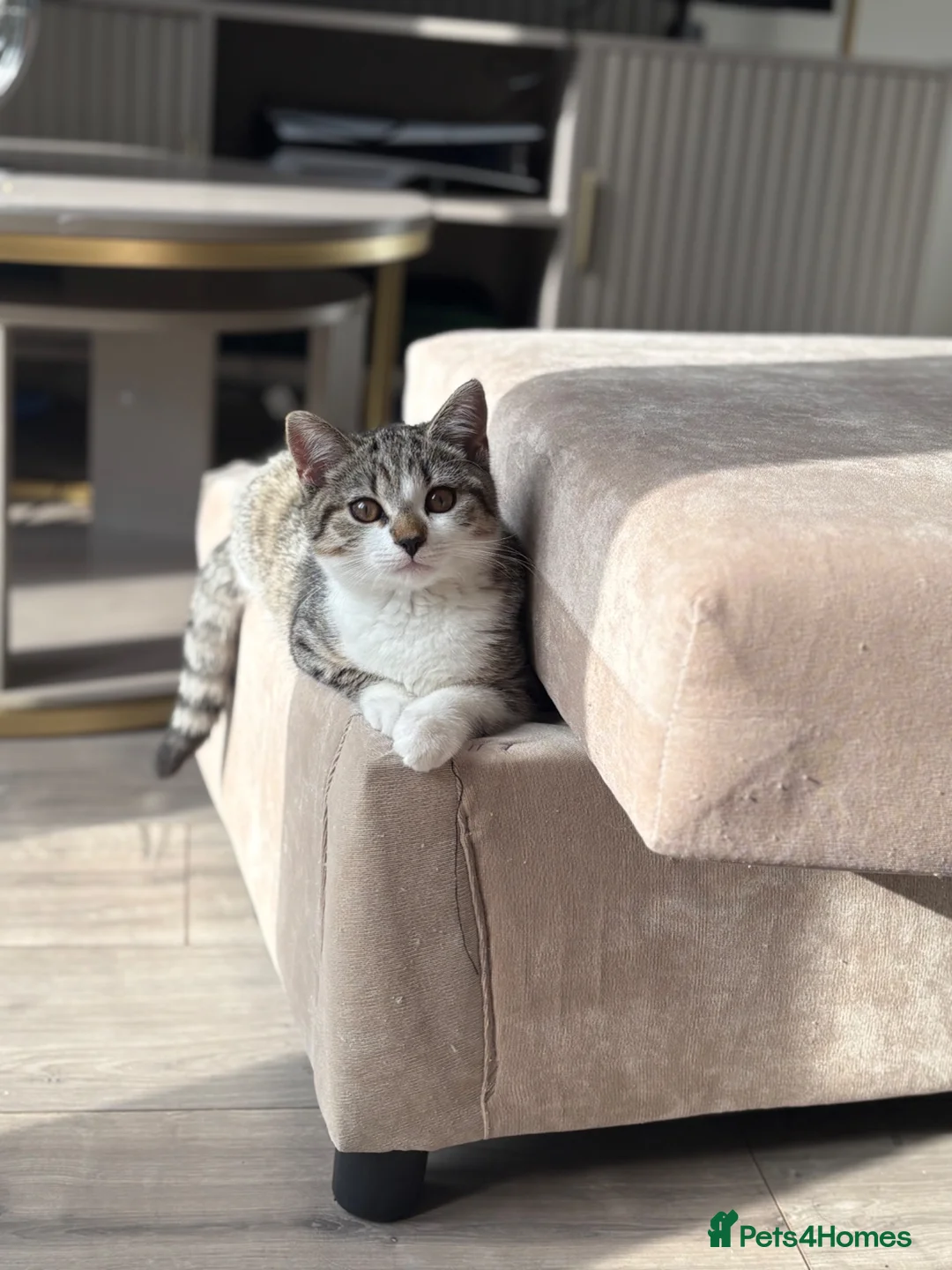 Mixed Breed cats for sale: Stunning Male BSH Cross Kitten - Advert 2