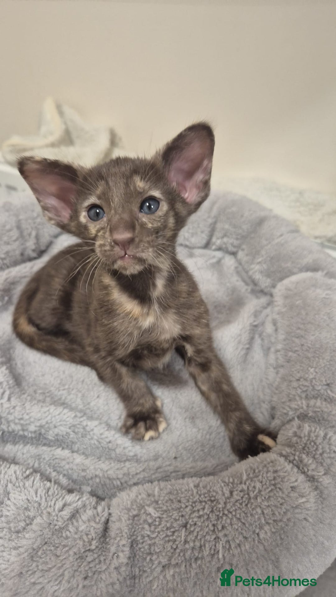 Oriental cats for sale: Oriental and Siamese kittens. - Advert 6