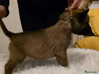 Belgian Shepherd Dog dogs 🔥🔥Fantastic Belgian Malinois Puppies🔥🔥 - Advert 9