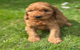 Cockapoo dogs for sale: BEAUTIFUL RED F1 COCKAPOO’S HEALTH TESTED PARENTS  - Image 24