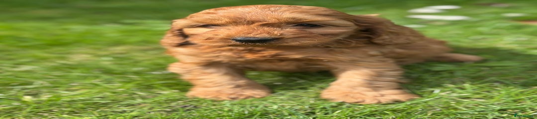 Cockapoo Puppy 5