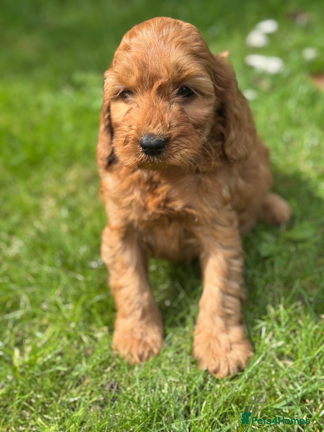 Cockapoo dogs for sale: BEAUTIFUL RED F1 COCKAPOO’S HEALTH TESTED PARENTS  - Image 24