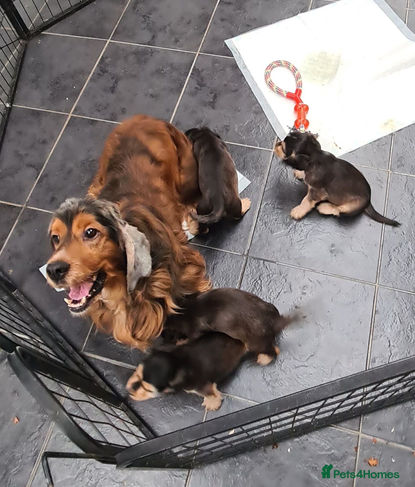 Cocker Spaniel dogs KC Reg Sable Show Type Cocker Spaniels  - Advert 1