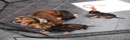 Cocker Spaniel dogs for sale: KC Reg Sable Show Type Cocker Spaniels  - Advert 5