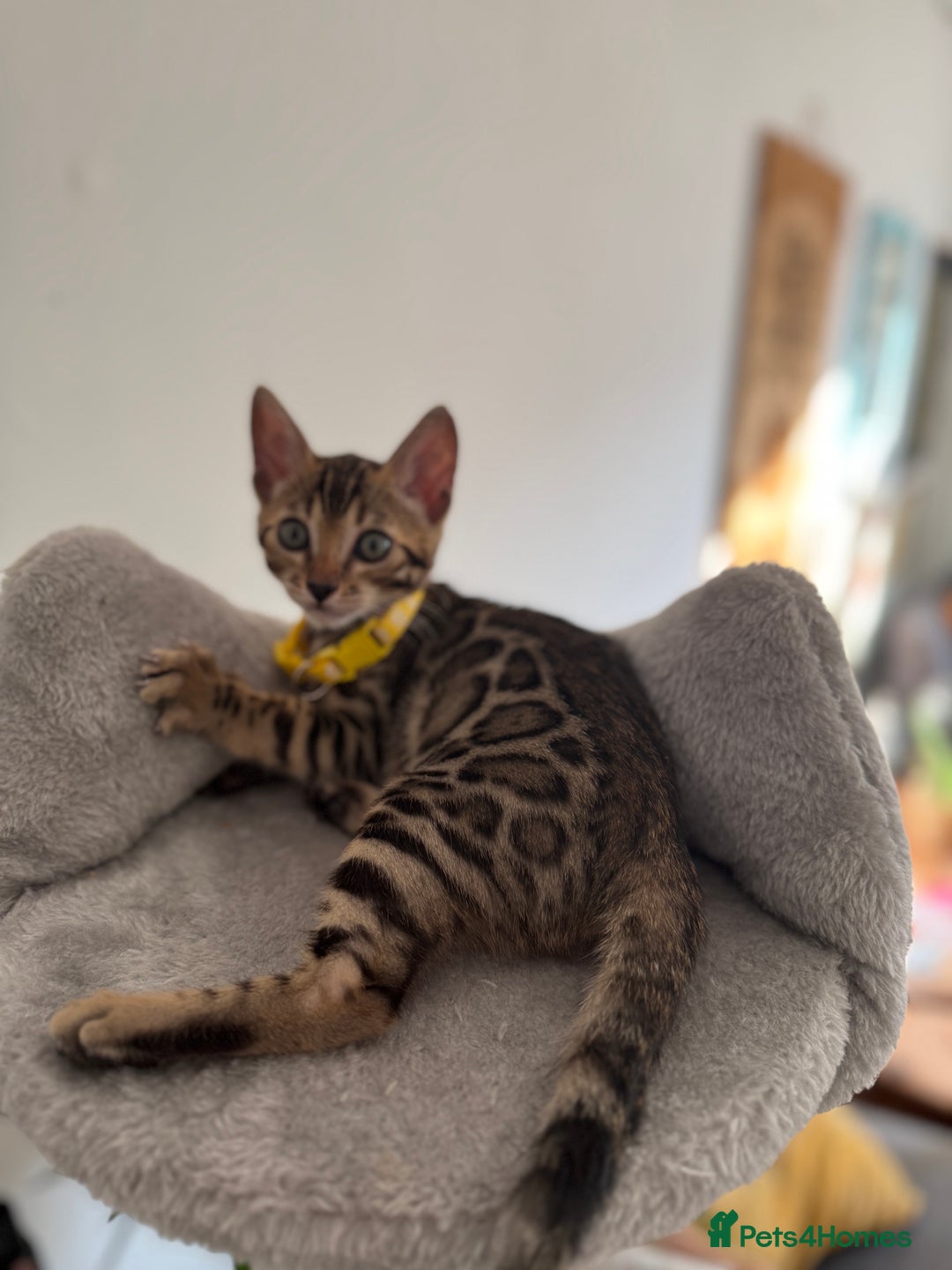Bengal cats for sale: 5 Exceptional TICA Registered Glitter Bengals  in Bristol - Image 8