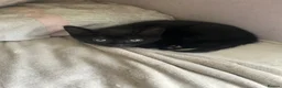 Mixed Breed cats for sale: Beautiful kittens  in Derby - Advert 7