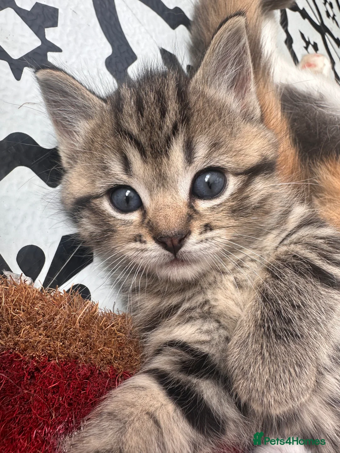 Mixed Breed cats for sale: British short hair mix kitten - Advert 3