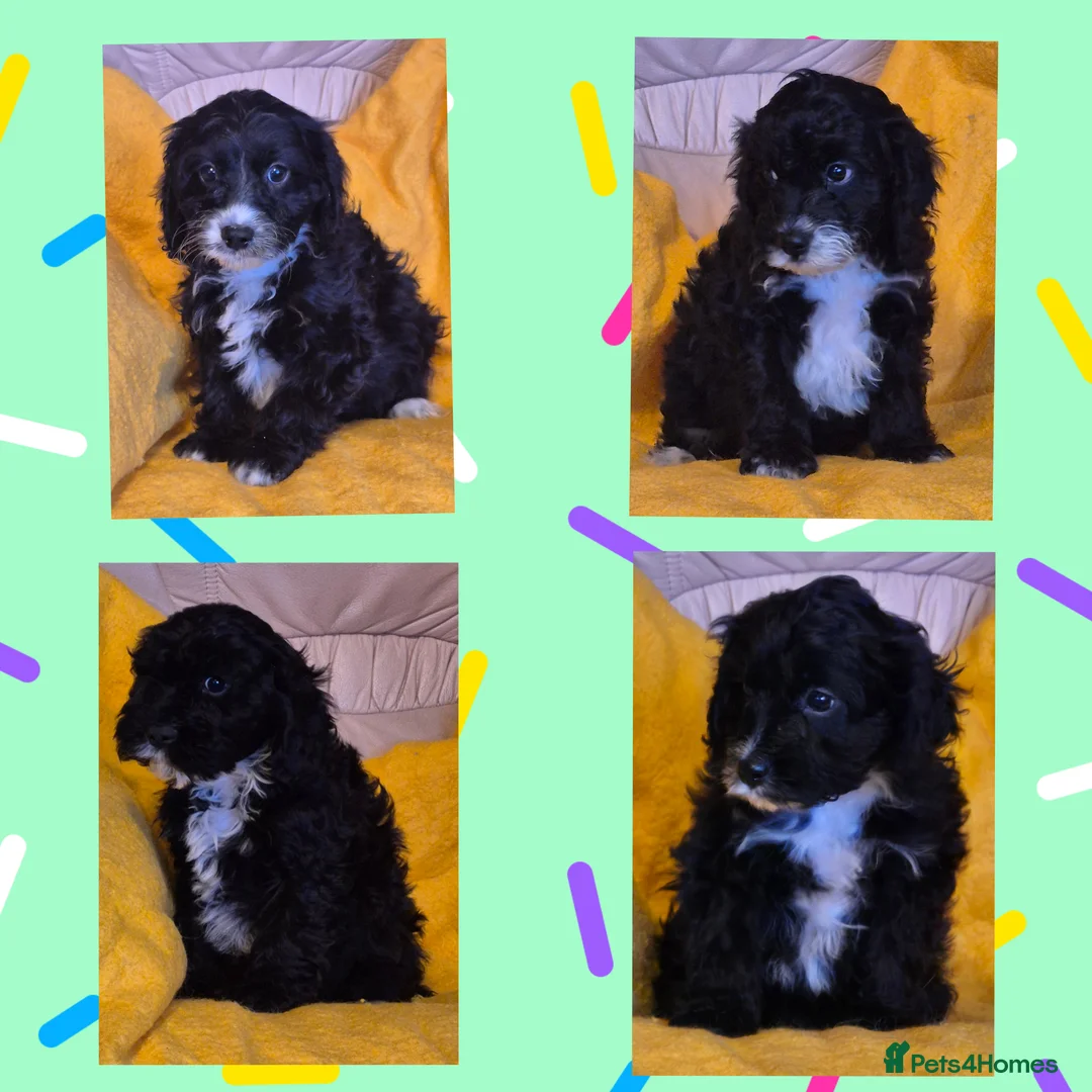 Cavapoo dogs for sale: Adorable Cavapoo puppies  - Advert 1