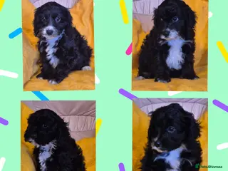 Cavapoo dogs Adorable Cavapoo puppies - Advert 4