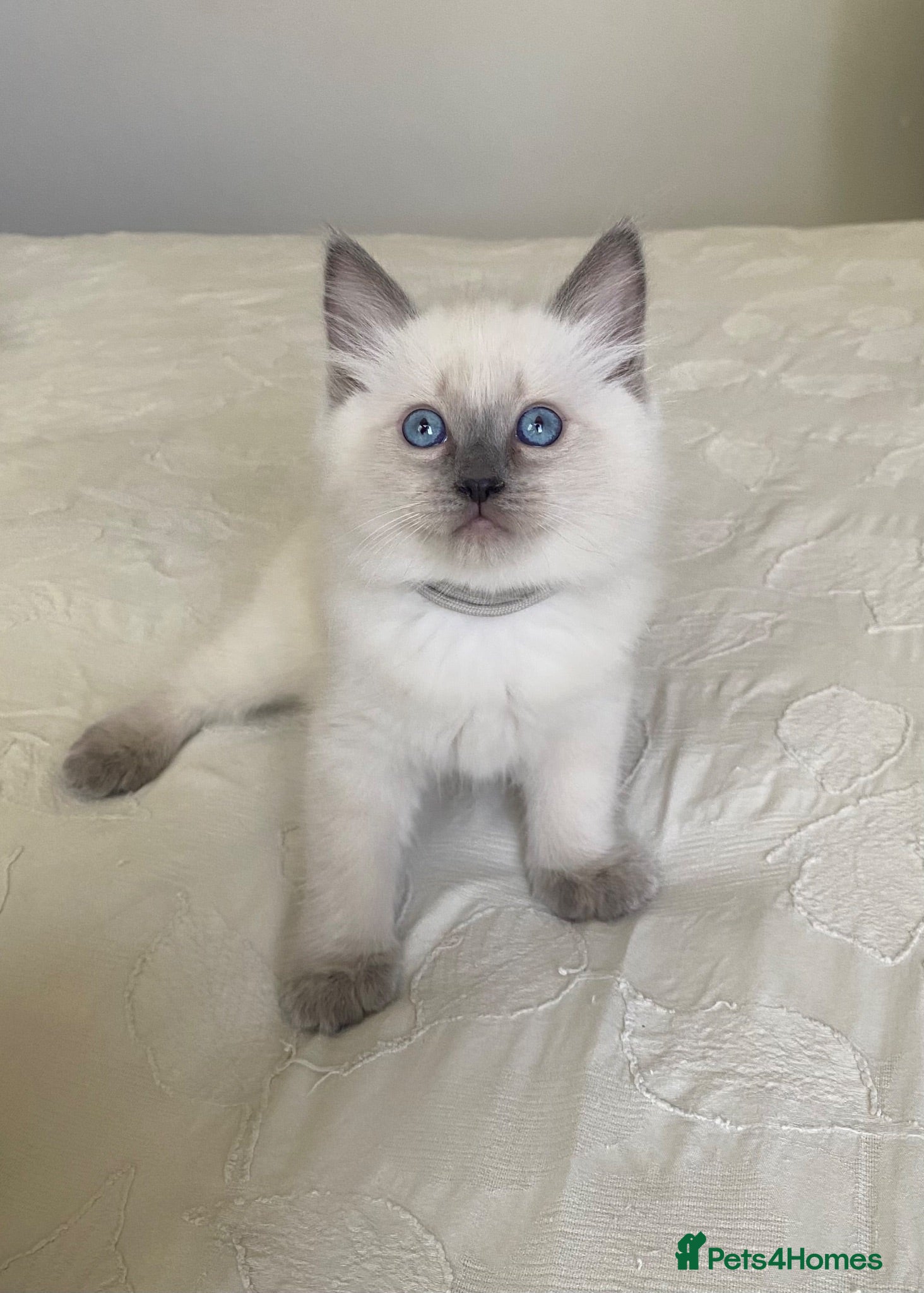 Ragdoll cats Pure ragdoll kittens - Advert 1
