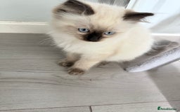 Ragdoll cats for sale: Ragdoll - Image 2
