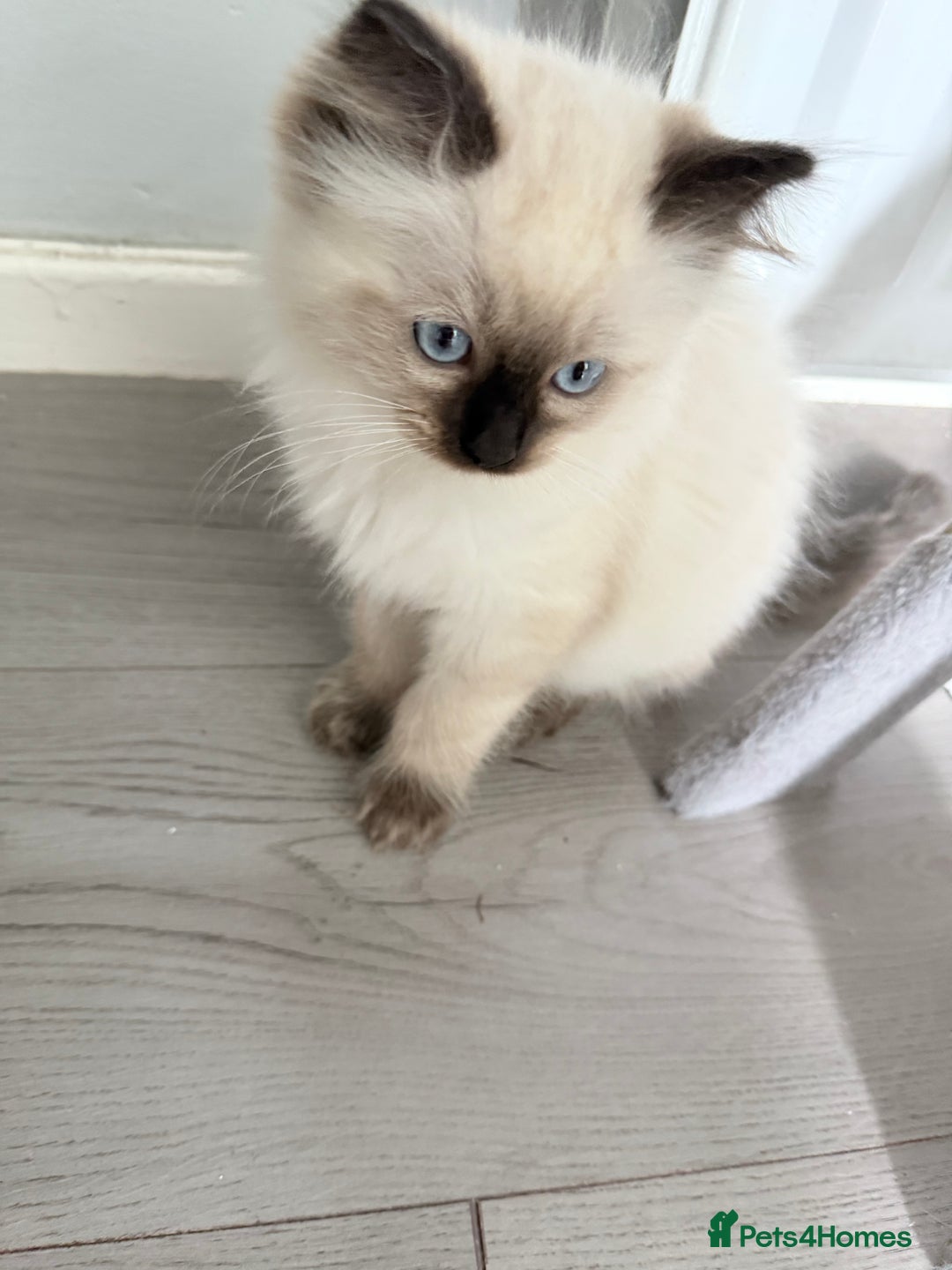 Ragdoll cats for sale: Ragdoll - Image 2