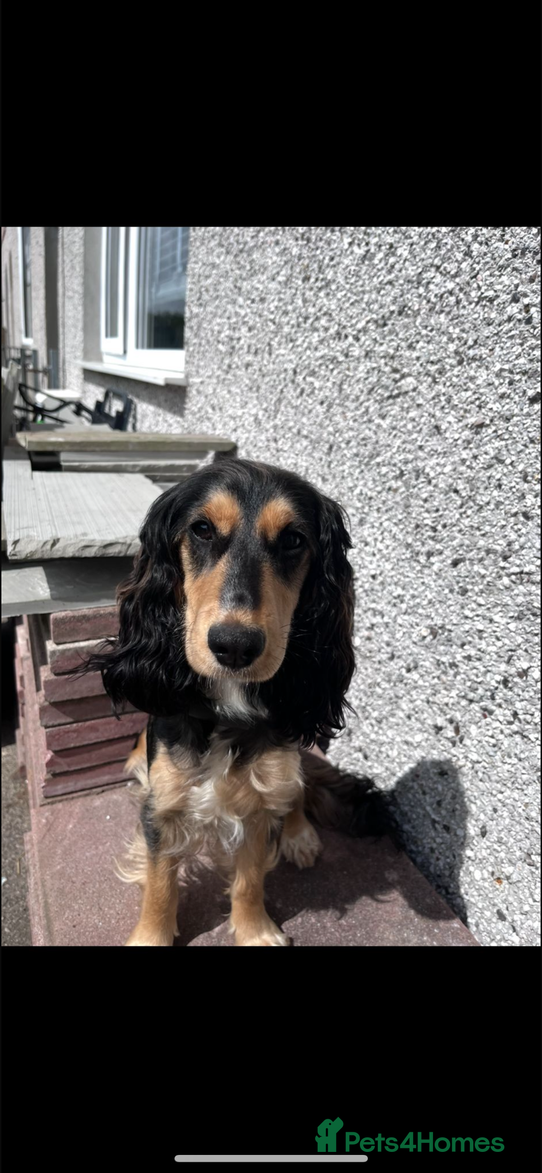Cockapoo dogs for sale: F1B female cockapoo - nearly 1 year old - Image 3
