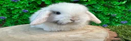 Mini Lop rabbits for sale: Stunning purebred mini lop bucks ready to reserve - Advert 18