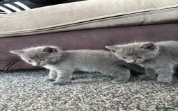 Russian Blue cats for sale: Ragdoll / Russian blue kittens available now  - Image 1