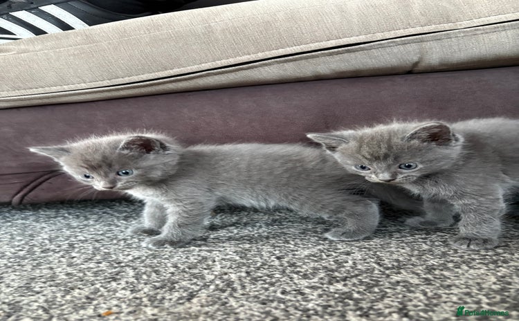 Russian Blue cats - Advert 3