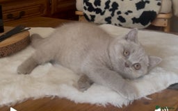 British Shorthair cats for sale: Two Beautiful BSH girls Champion line  - Image 13