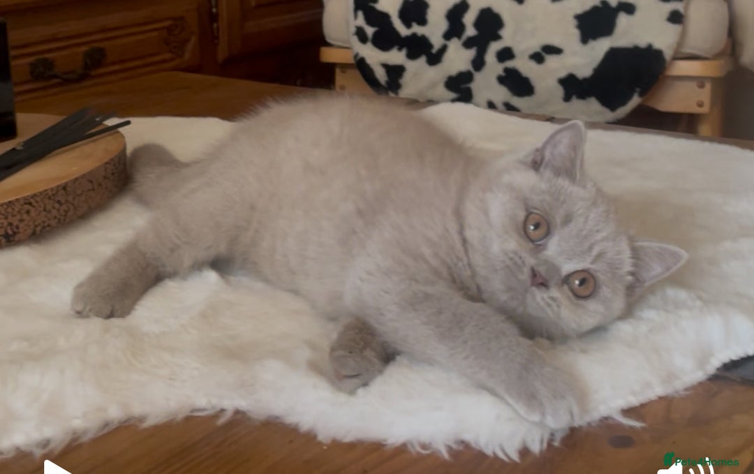 British Shorthair cats for sale: Two Beautiful BSH girls Champion line  - Image 13