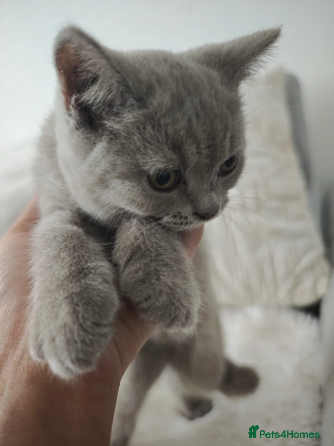British Shorthair cats for sale: British Shorthair kittens - Advert 2