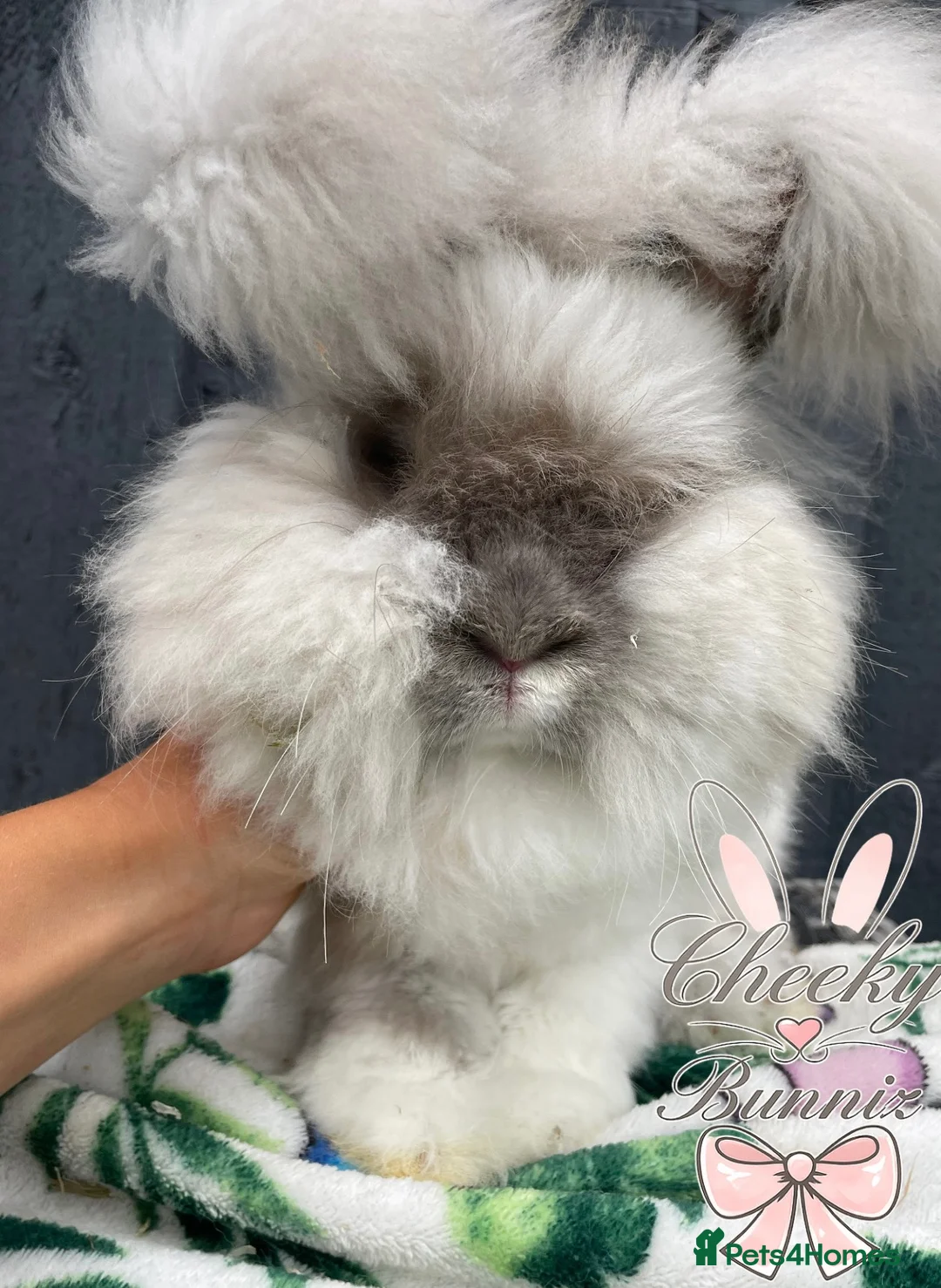 Angora rabbits for sale: Beautiful Full Faced English Angoras - Advert 6