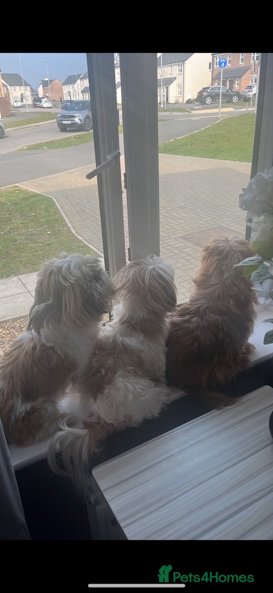 Shih Tzu dogs Proven Shih Tzu Stud  Handsome & Experienced Male - Advert 1