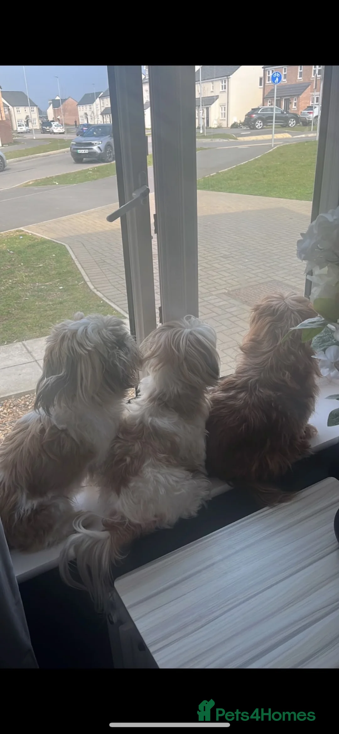 Shih Tzu dogs for stud: Proven Shih Tzu Stud  Handsome & Experienced Male in Clacton-on-Sea - Advert 1