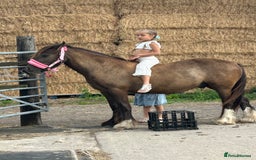 Irish Cob horses for sale: Very soft boy  - Image 7