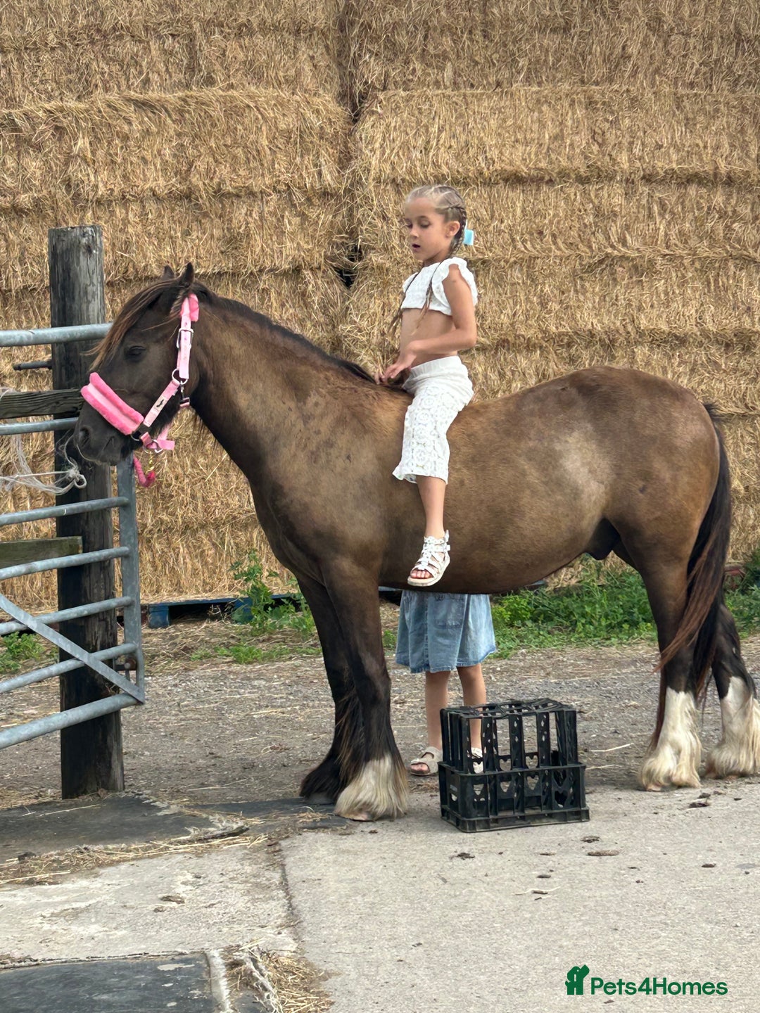Irish Cob horses for sale: Very soft boy  - Image 7