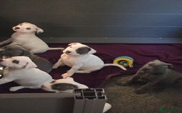 Staffordshire Bull Terrier dogs for sale: VERY RARE TOP QUALITY WHITE BLUE PIED STAFFORD BOY - Image 16