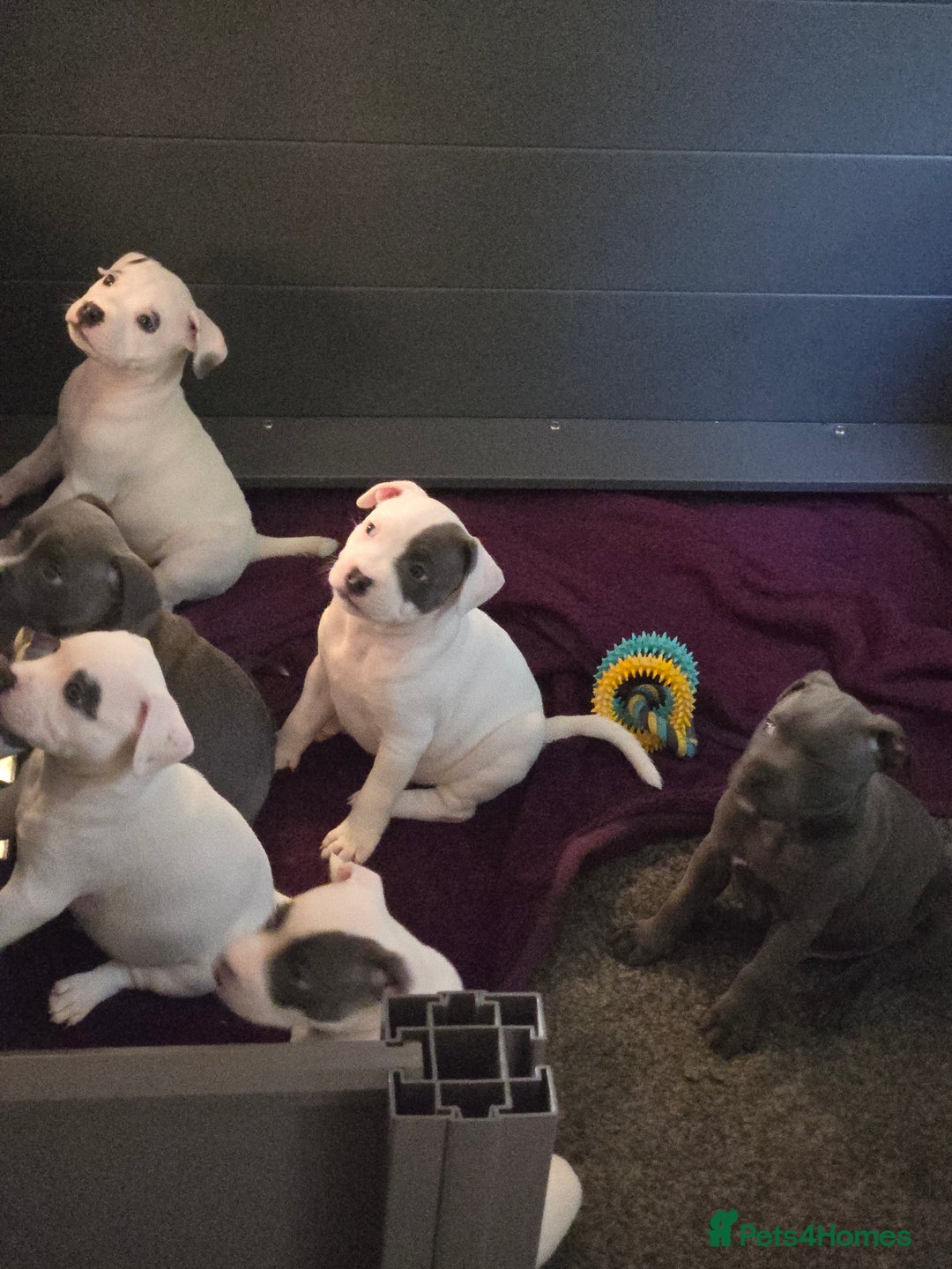 Staffordshire Bull Terrier dogs for sale: VERY RARE TOP QUALITY WHITE BLUE PIED STAFFORD BOY - Image 16