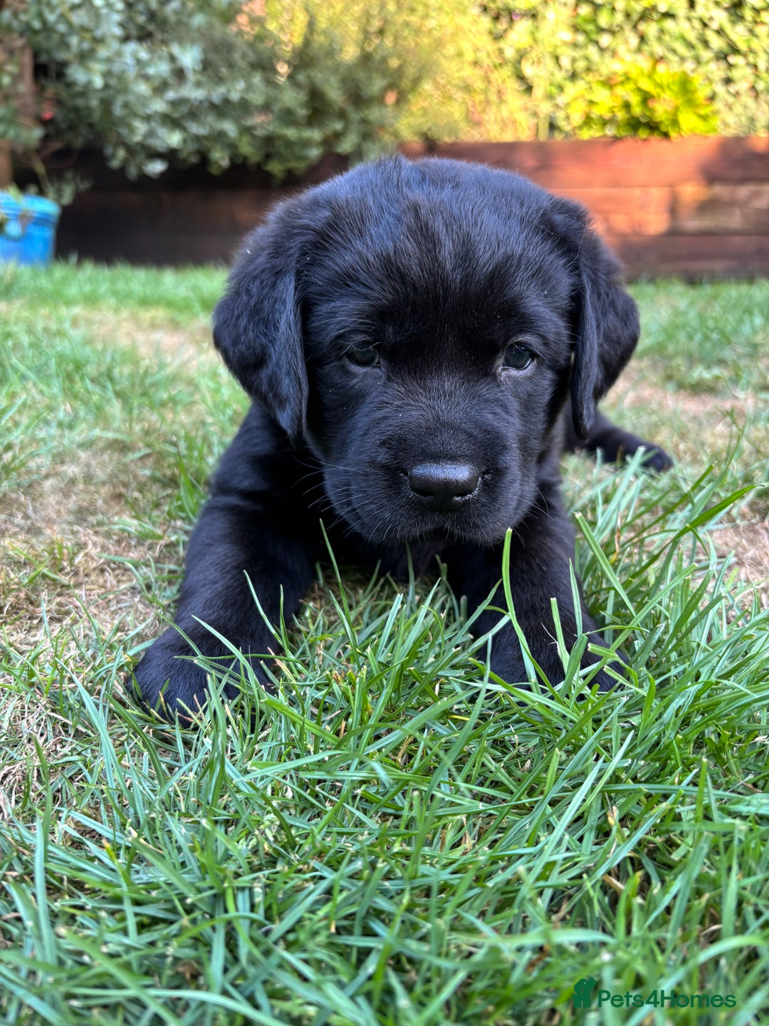 Labrador Retriever dogs for sale: Show chunky black Labradors - Image 4