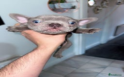 French Bulldog dogs for sale: Beautiful French BullDog - Image 3