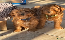 Cavapoo dogs for sale: Wonderful boys and girl  - Image 2