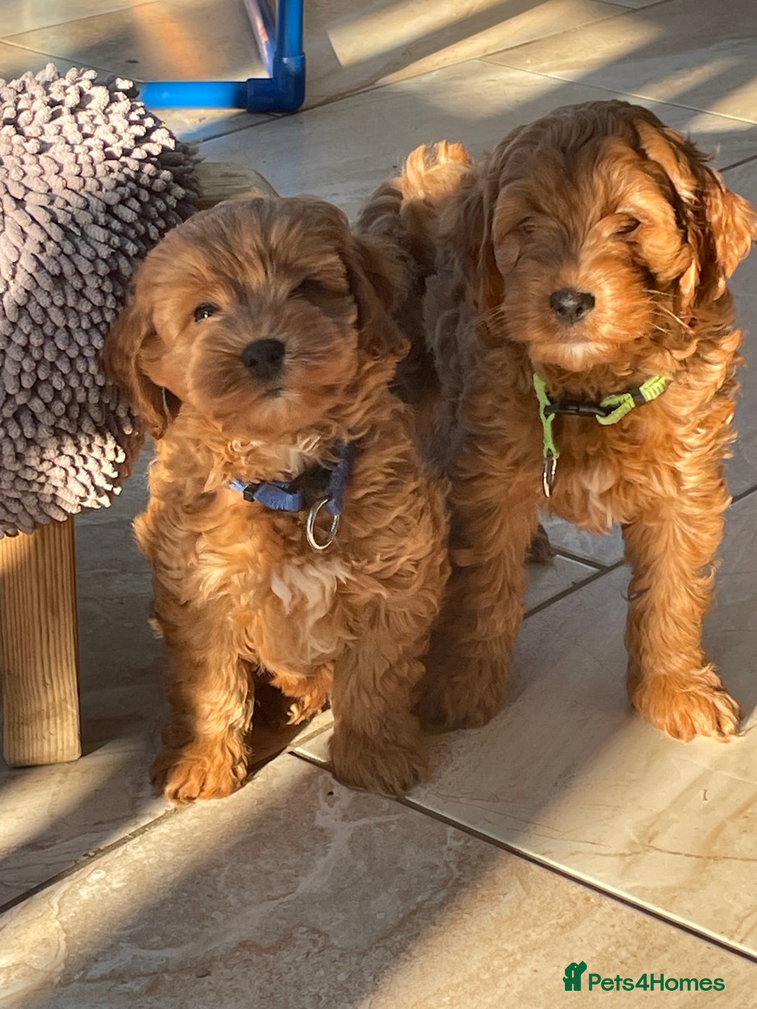 Cavapoo dogs for sale: Wonderful boys and girl  - Image 2