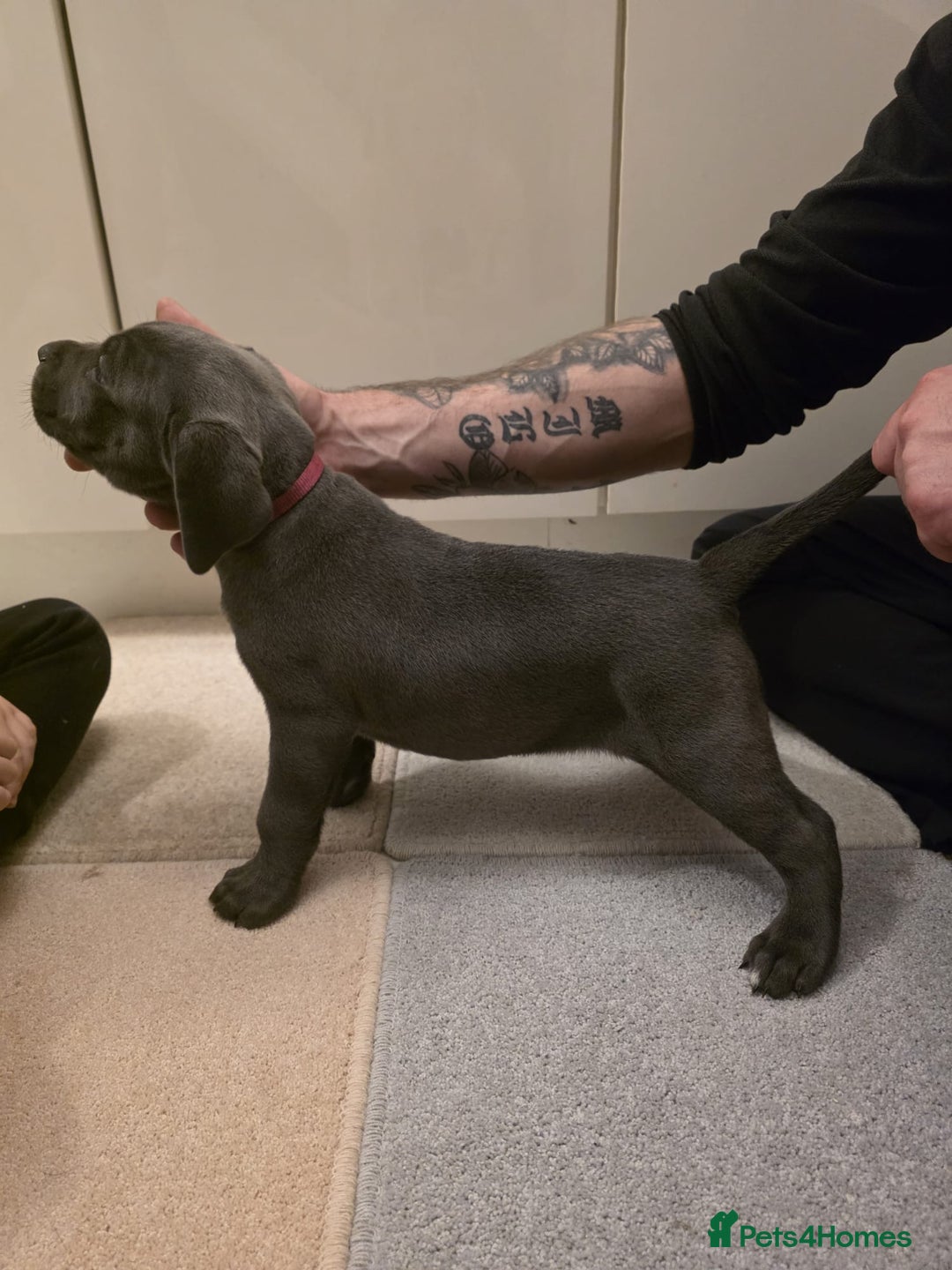 Cane Corso dogs for sale: Ready to leave blue cane corso puppies - Advert 13