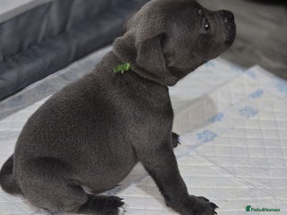 Staffordshire Bull Terrier dogs - Advert 34