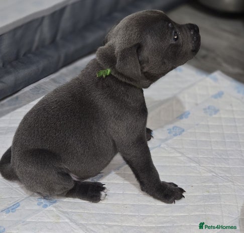 Staffordshire Bull Terrier dogs - Advert 1