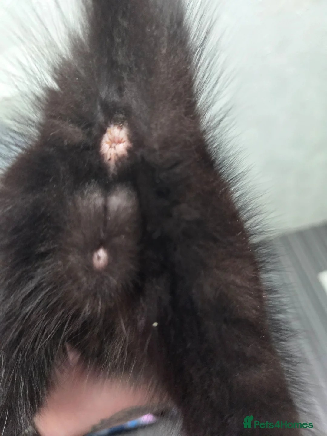 Mixed Breed cats for sale: 2 x kittens in Hyde - Advert 2