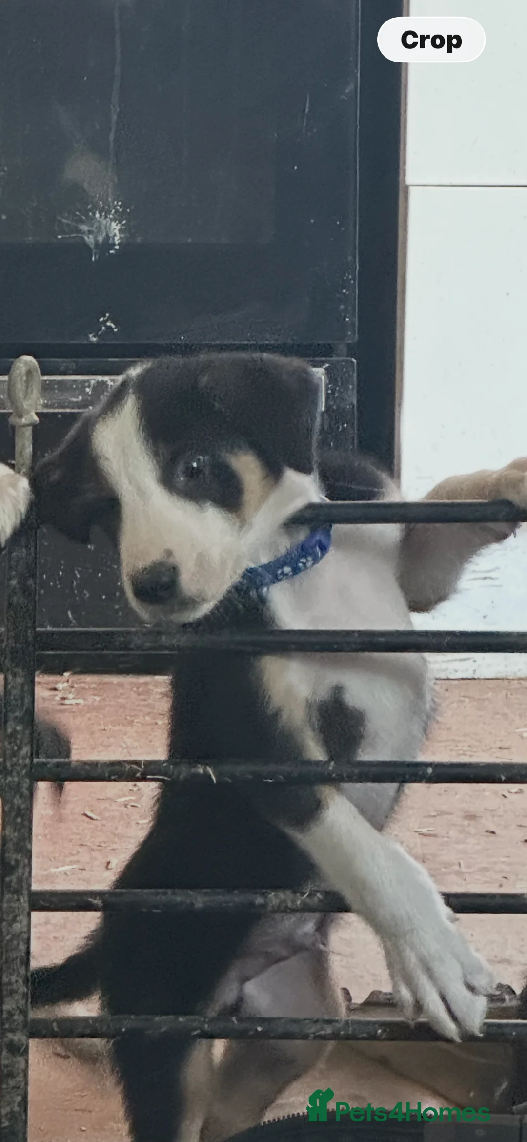 Huntaway dogs for sale: Hunterways border collie pups  - Advert 2