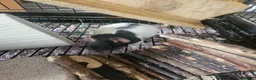 Rat rodents for sale: 4 female rats for adoption  - Advert 9