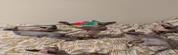 Sphynx cats for sale: *PEDIGREE SPHYNX* TICA REGISTERED *DNA HCM4 CLEAR* - Advert 6