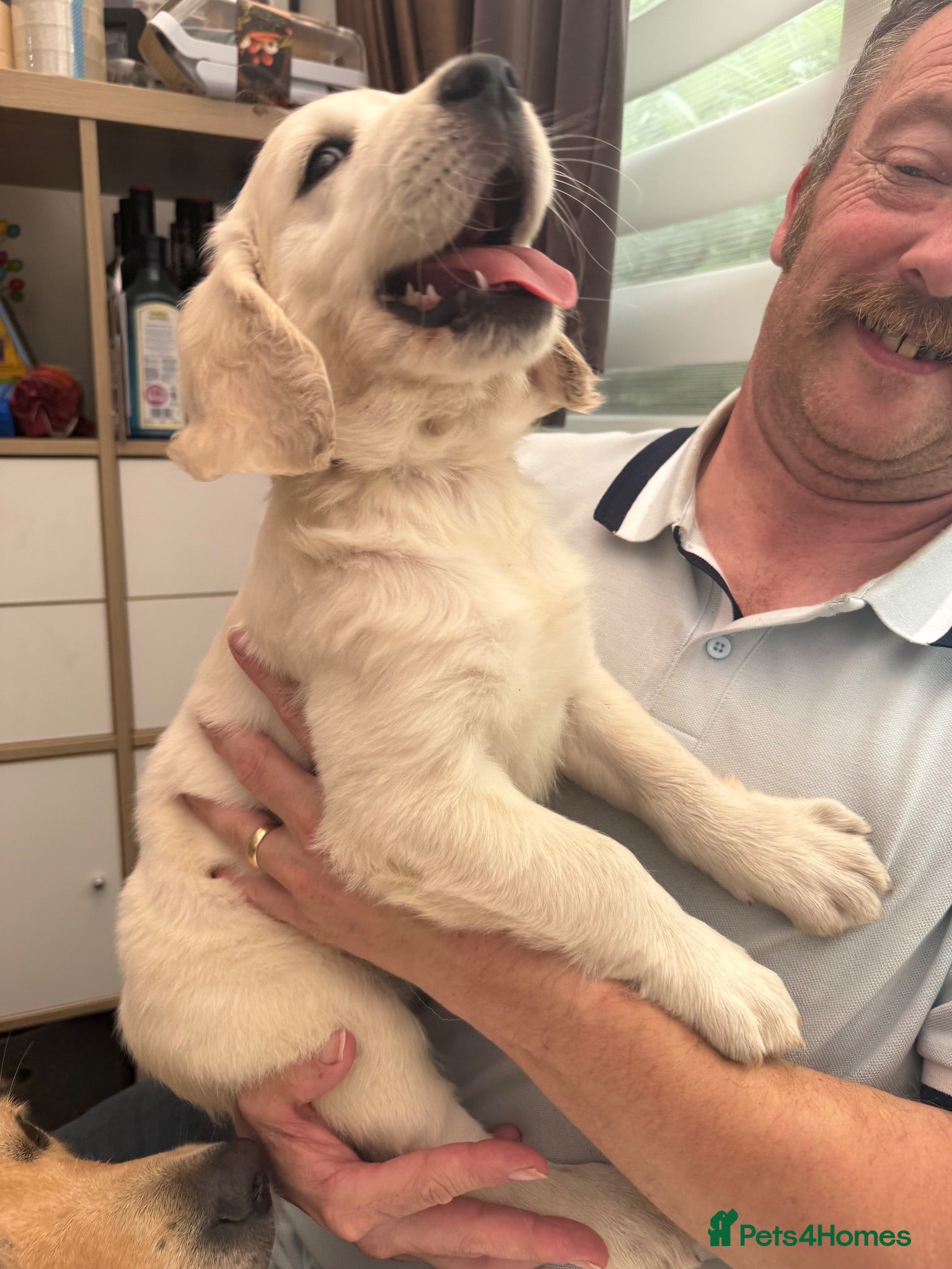 Golden Retriever dogs Just 1 gorgeous girl available  - Advert 2